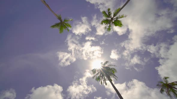 Coconut tree and blue sky