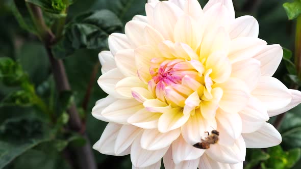 Black and yellow bumble bee extracts nectar from dahlia flowers.