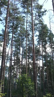 Vertical Video of a Beautiful Natural Landscape in the Forest During the Day