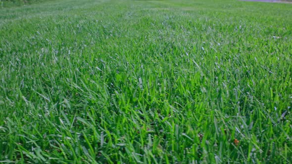 Beautiful view of front yard of private garden. Green grass lawn.