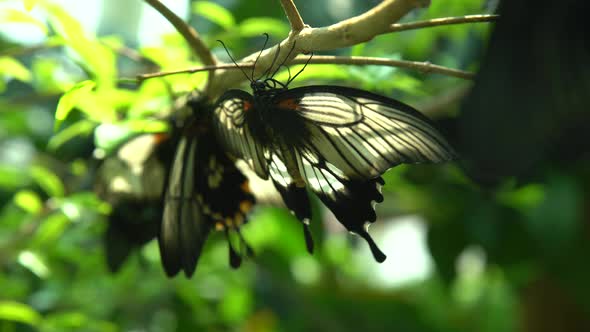 Butterfly Emerged  From Chrysalis