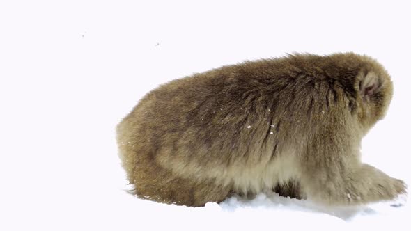 Japanese Macaque or Monkey Searching Food in Snow 