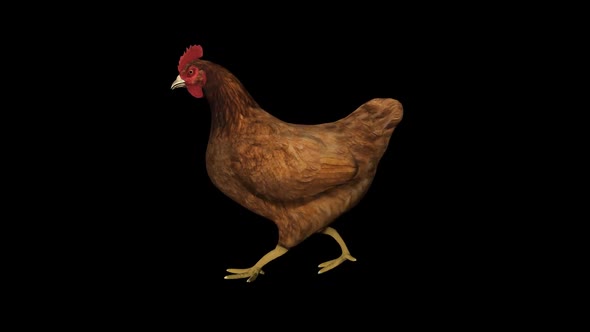 Chicken Walk alt
