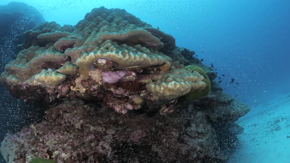 A colorful coral formation surrounded by shimmering fish and blue tropical water. Wide  underwater v