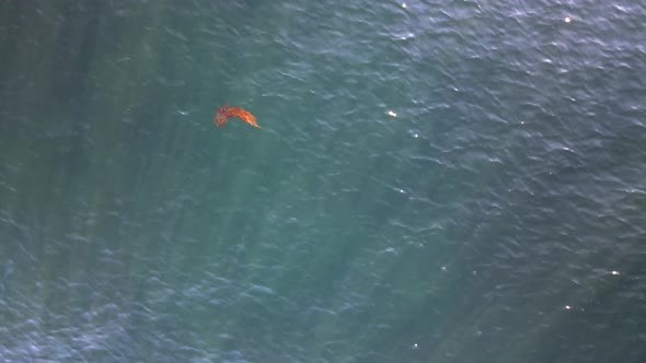 Single detached piece of algae floating in the Salish sea on Vancouver Islands east coast. Stationar