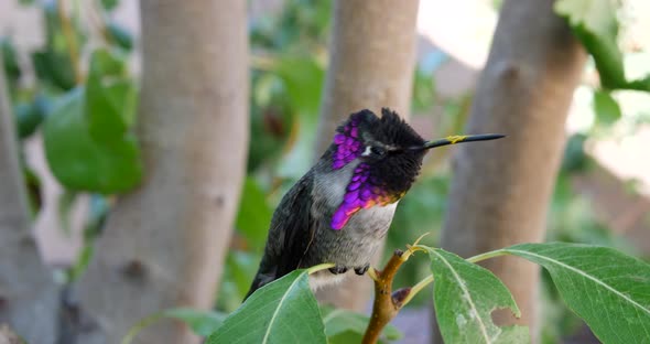 A colorful pink Annas Hummingbird with iridescent feathers resting on a green leaf after feeding on
