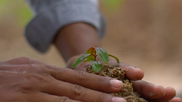 Agriculture. Slow motion Farmer hand watering green sprout. Germ of plant in soil.