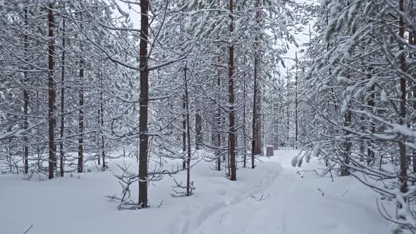 Walk along the forest trail in winter with trees beautifully covered with snow. POV shot