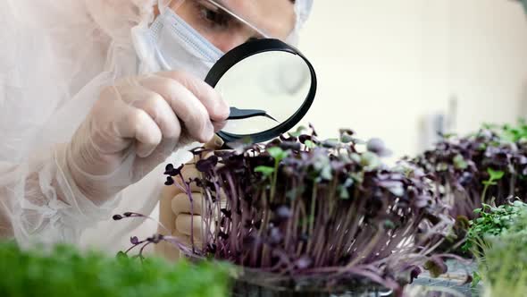 A Scientist in Gloves Examines Fresh Microgreens with a Magnifying Glass