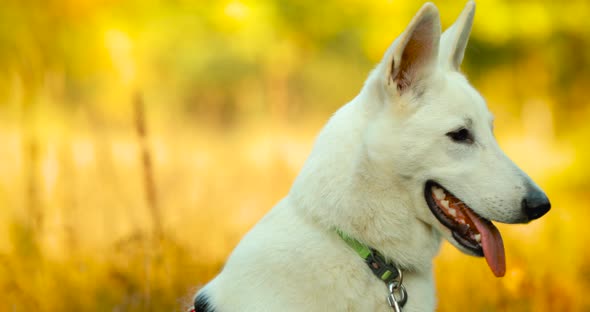 Handheld Shooting Close Up Portrait White Swiss Shepherd Dog Berger Blanc Suisse