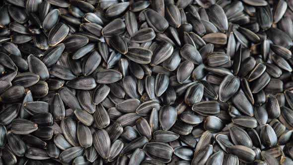 Sunflower seeds in grains close-up