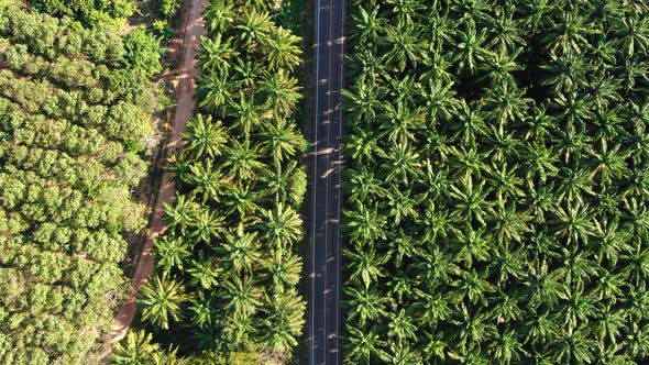 Aerial view of road through tropical nature in Thailand