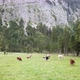 Alpine cows - VideoHive Item for Sale
