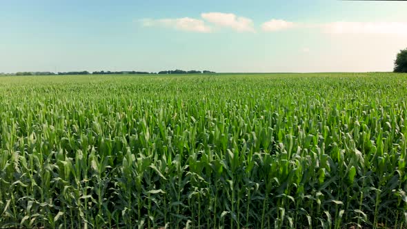 Drone footage of the tops of corn stalks on a farm with bright sunny blue sky and clouds.