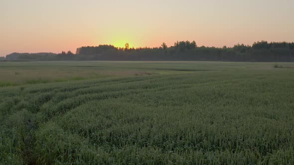 Winter Wheat Field