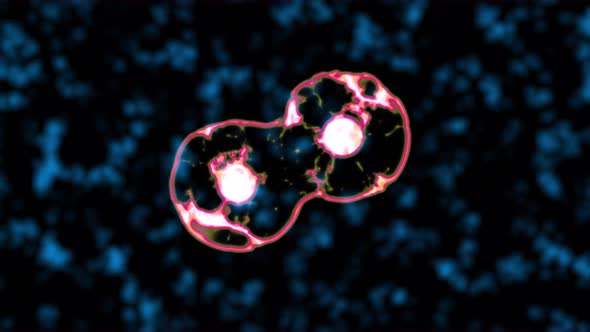 Nucleus Mytose Cell