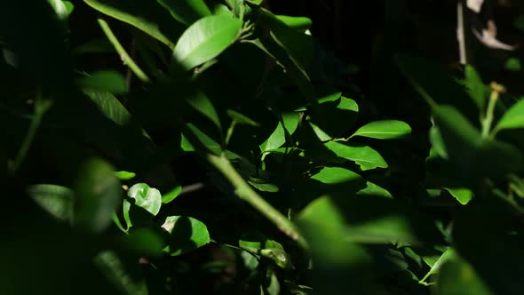 Green Leaf in Nature