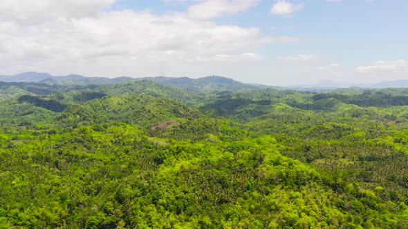 Mountains with Rainforest