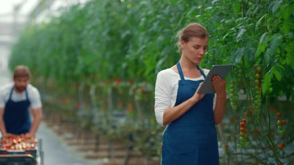 Team Farmers Researching Harvest Quality Using Tablet in Greenhouse Plantation