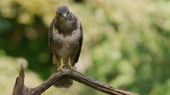 Common Buzzard perching on curved branch; shallow depth of field and front view