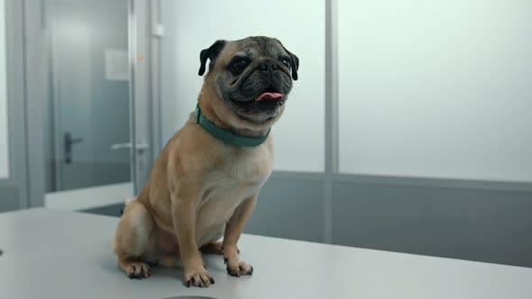 Pug puppy dog on examination in a veterinary clinic. Veterinarian conducts a medical examination