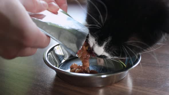 Pet Owner Feeding His Hungry Cat