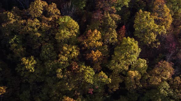 Colorful Fall Tree Tops at Sunset