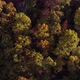 Colorful Fall Tree Tops at Sunset - VideoHive Item for Sale