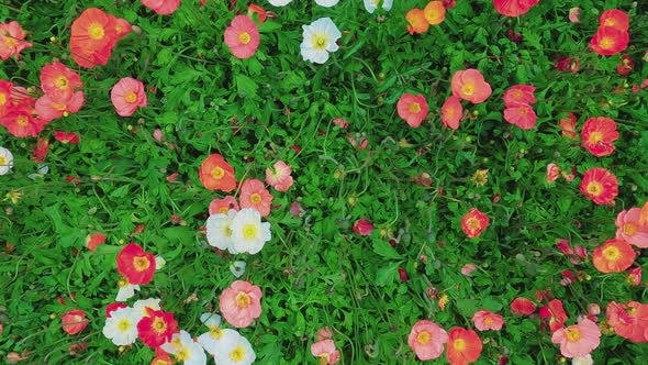 Panning top-down view over colorful flowers