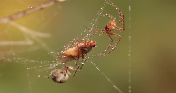 Close Up Macro Shot of a Two Spiders Fight for the Captured Victim