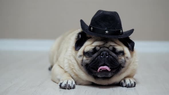Portrait of Funny Pug Dog Lying Dressed in Cowboy Hat