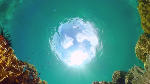 Coral Reef and Tropical Fish Underwater. Bohol, Panglao, Philippines.