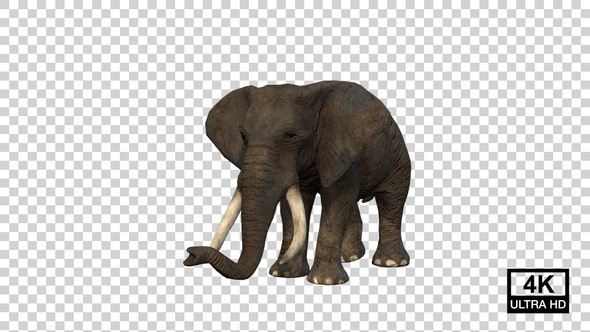 Elephant Turn Left Angle View