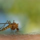 Mosquito - VideoHive Item for Sale