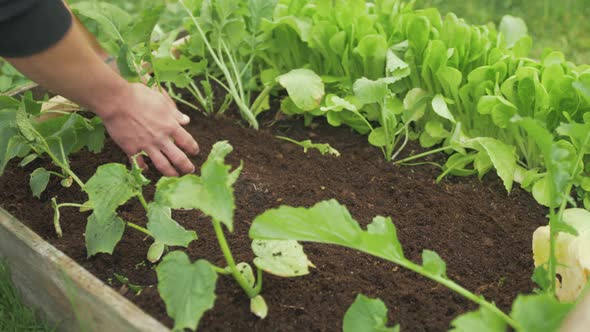 Transplanting turnips into raised bed