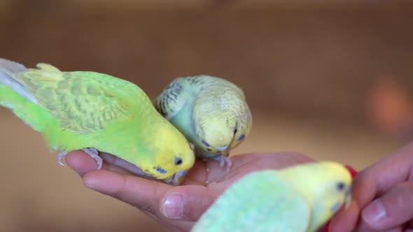 Adorable Zebra Parakeets Feeding On Human Hands. Close Up