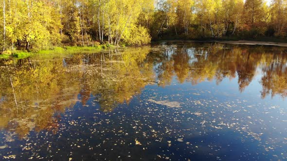 Russian Autumn Landscape with Birches, Pond and Reflection