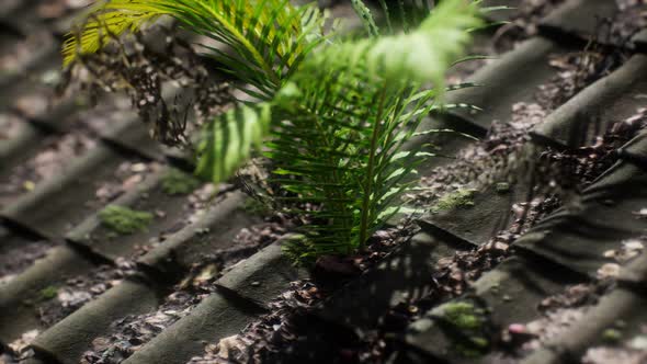 Moss and Fern on Old Roof