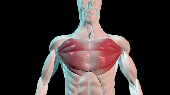 Pectoralis Major Muscles Anatomical Position On Human Body