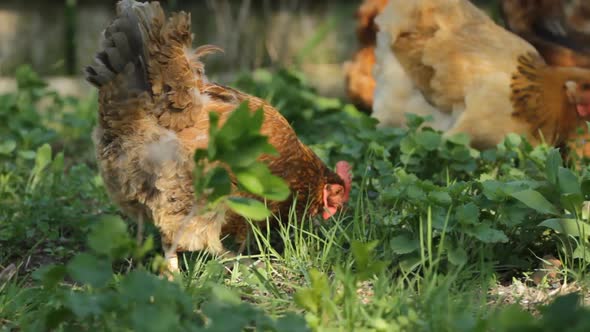 Chickens On Grass