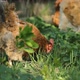 Chickens On Grass - VideoHive Item for Sale