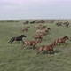 A Heard Of Wild Horses Running In The Prairie - VideoHive Item for Sale