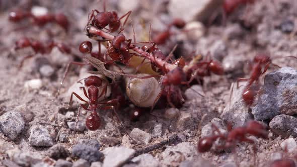 Many fire ants attacking grasshopper