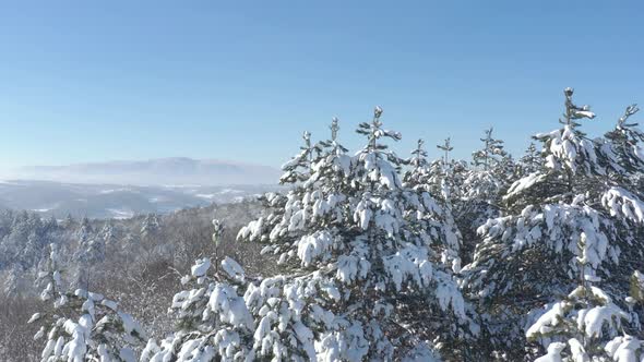 Snow over trees and mountain Tupiznica 4K drone footage