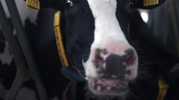 Cow Looking Camera Living in Big Modern Cowshed Close Up