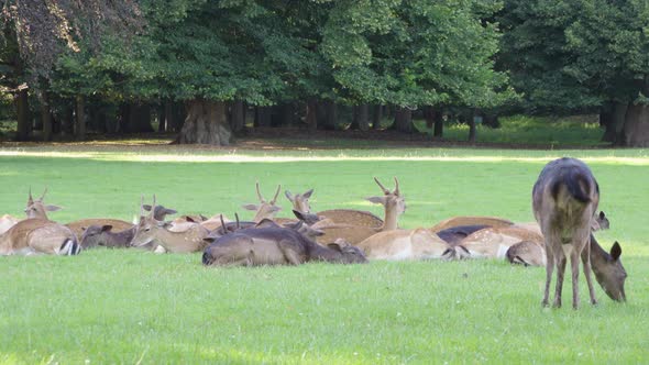 A Herd of Fallow Deer Rests and Grazes in a Meadow By a Forest on a Sunny Day