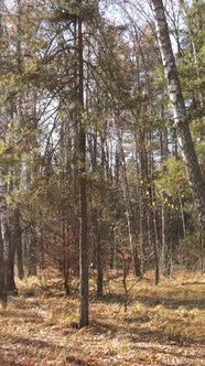 Vertical Video Forest in Autumn Aerial View Slow Motion