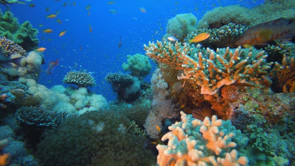 Colourful Tropical Coral Reefs