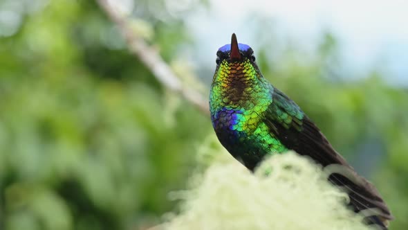 Costa Rica Fiery Throated Hummingbird (panterpe insignis) Bird Close Up Portrait and Taking Off in F