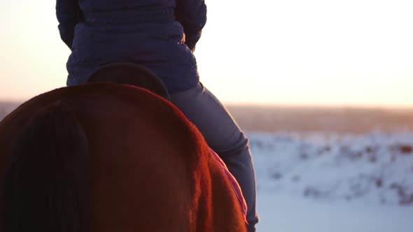 Horses With Riders and the Winter at Sunset, Close-Up. Beautiful Horse With a Rider in the Winter